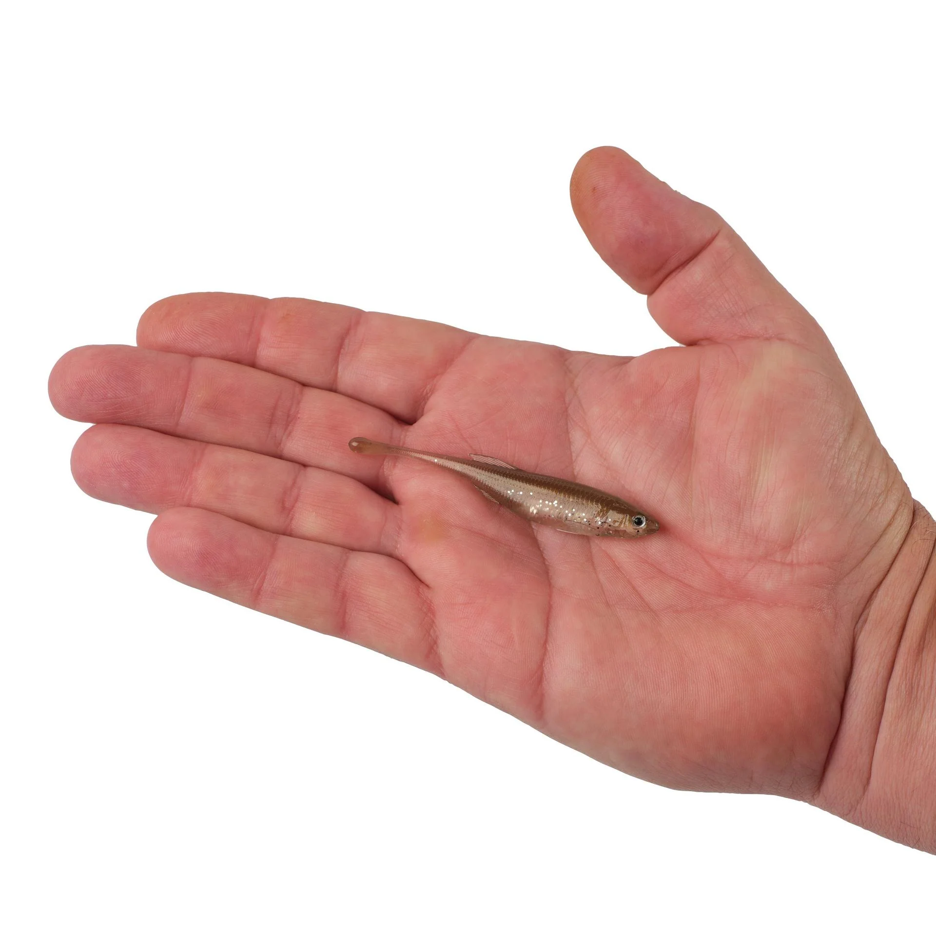 PowerBait® Drip Minnow - Image 139