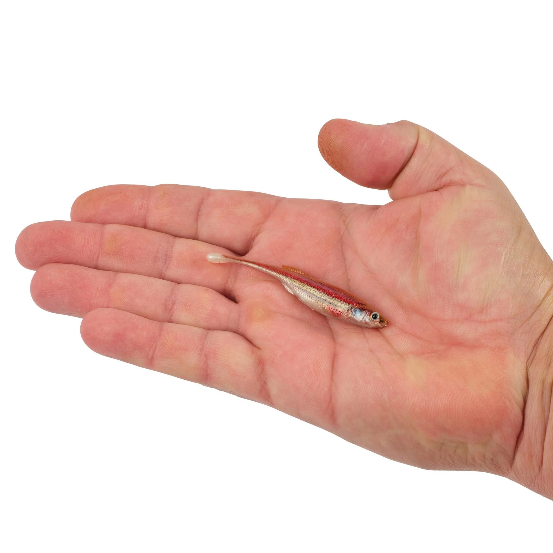PowerBait® Drip Minnow - Image 62