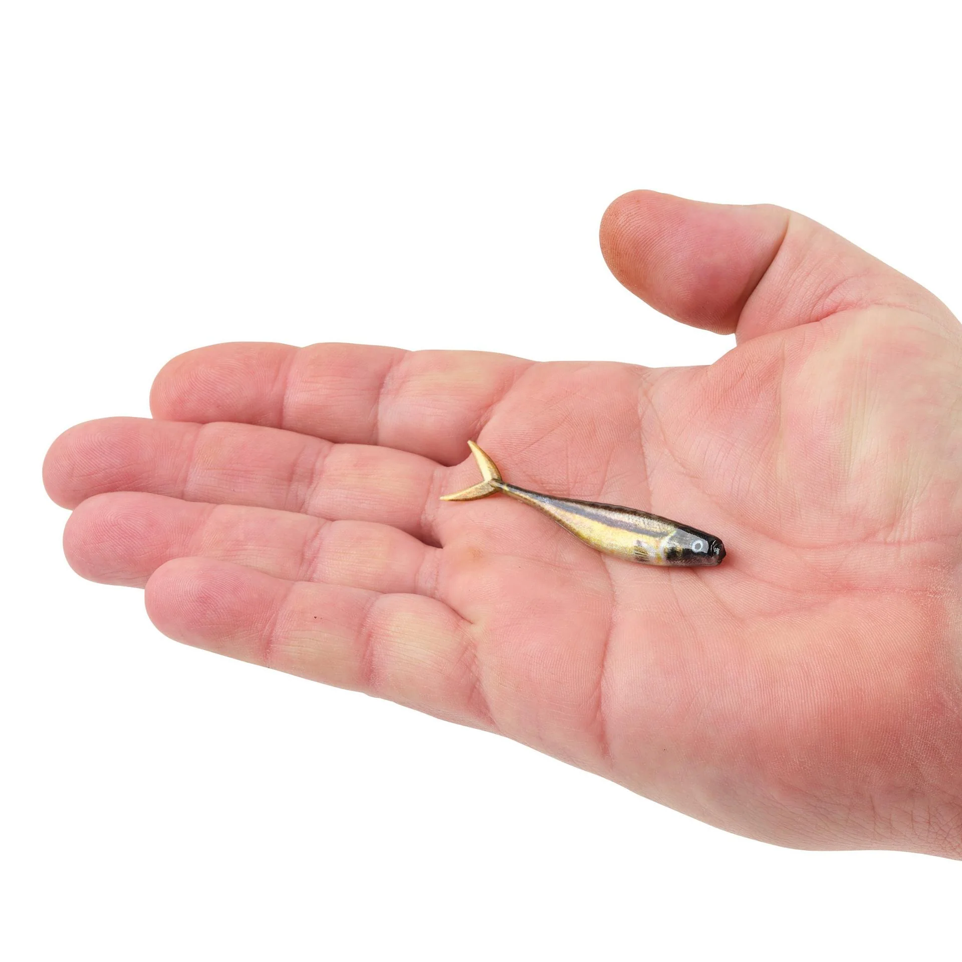 PowerBait® The Champ Minnow - Image 59